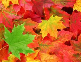 Fall-Leaves-w-green-e1484774666968