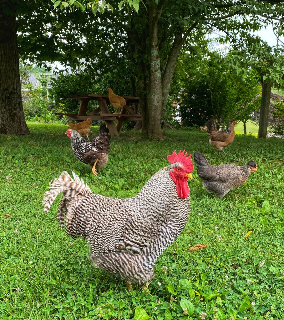 Rocky and His Girls by Lorraine Hughes